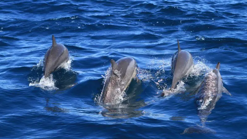Four dolphins gracefully swim together during a Kings Ningaloo Reef full-day Whale Shark and Humpback tour, showcasing vibrant marine life.