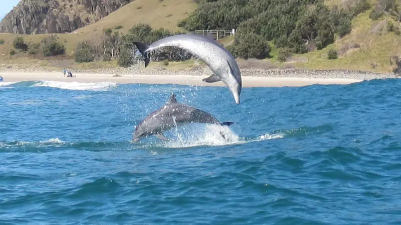 Two playful dolphins leap by a sunlit sandy beach, ideal for an unforgettable guided ocean kayaking tour or dolphin kayaking adventure.