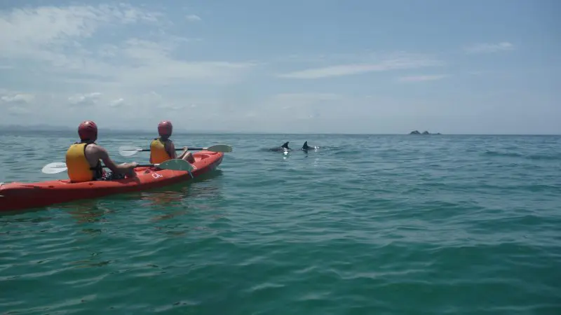 Experience a Guided Ocean Kayaking Tour as two adventurers paddle near playful dolphins in crystal-clear waters under a bright sky.