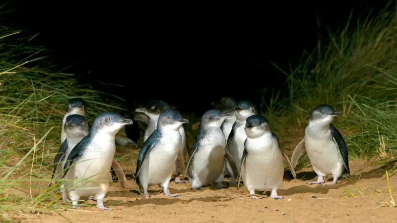 Experience the enchanting sight of little blue penguins gathering on a moonlit sandy path, just like the Penguin Parade Tour.