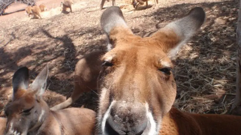 Close-up view of a kangaroo’s face, with more kangaroos relaxing in sunlight on the 6 Day Perth to Exmouth One Way Tour in Australia.