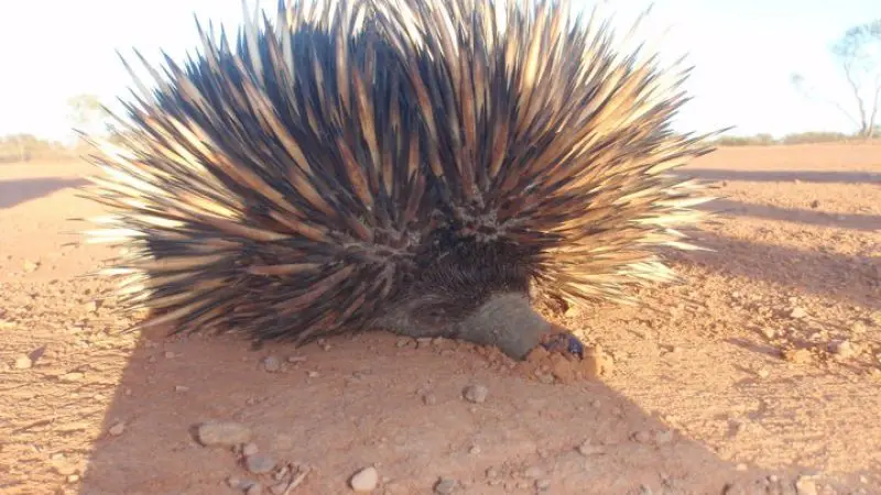 A spiky echidna walking on vibrant red earth along the scenic 8 Day Perth to Exmouth Return Tour in Western Australia.