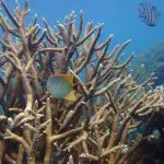 Vibrant tropical fish glide through lively branching coral reefs, mirroring underwater scenes on an 8 Day Perth to Exmouth Tour.