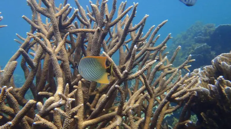 Vibrant tropical fish glide through lively branching coral reefs, mirroring underwater scenes on an 8 Day Perth to Exmouth Tour.