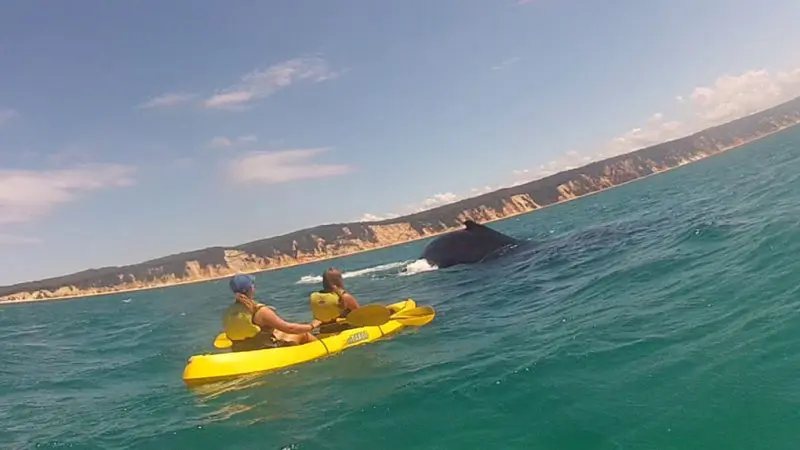Adventurers dolphin kayak near a surfacing whale amid dramatic cliffs and clear blue sky on the Great Beach Drive Adventure, Australia.