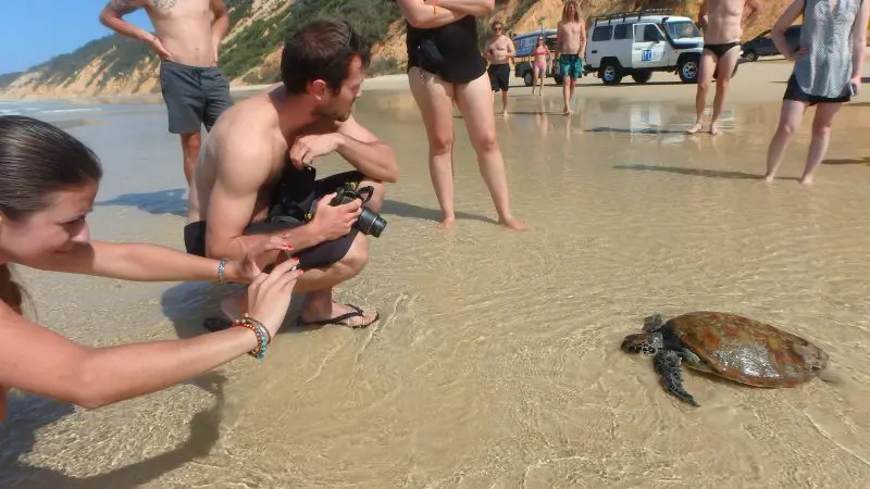 Tourists at Rainbow Beach capture photos of a turtle in crystal-clear shallows near 4WD vehicles after a Great Beach Drive tour.