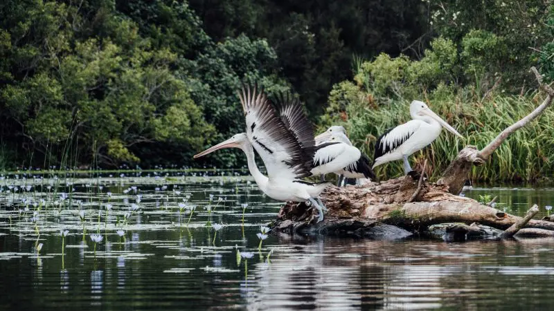 Four pelicans rest on a log in a tranquil pond, capturing the peaceful vibe of a Noosa Everglades Serenity Cruise experience.