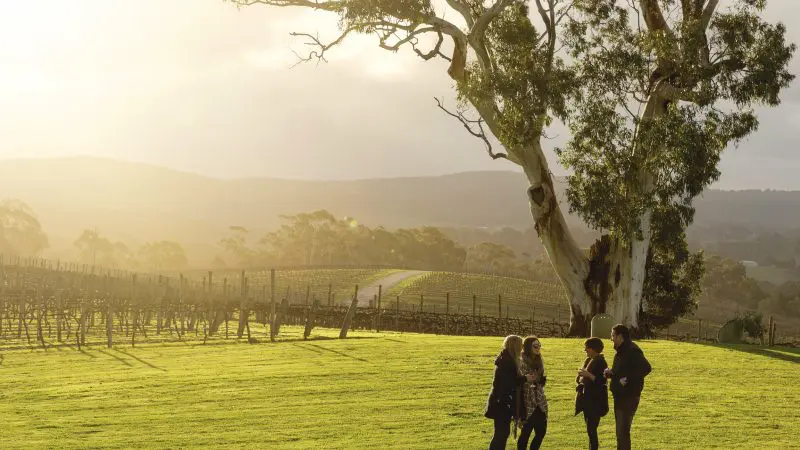 Four people converse on a sunlit grassy hill under a tree during the Hahndorf Adelaide Hills Hop On Hop Off wine tour experience.
