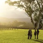 Group of four enjoys sunset on grassy field by a tree during Hahndorf Adelaide Hills Hop On Hop Off Tour, scenic views all round.