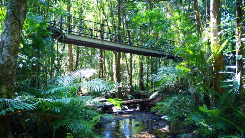 Discover the ultimate 1 Day Cape Tribulation Tour with a striking metal suspension bridge over a vibrant tropical rainforest stream.