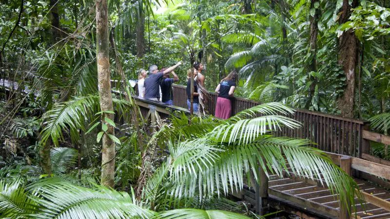 Experience four adventurers exploring the lush Daintree Rainforest boardwalk, one pointing ahead during a Full Day Daintree tour adventure.