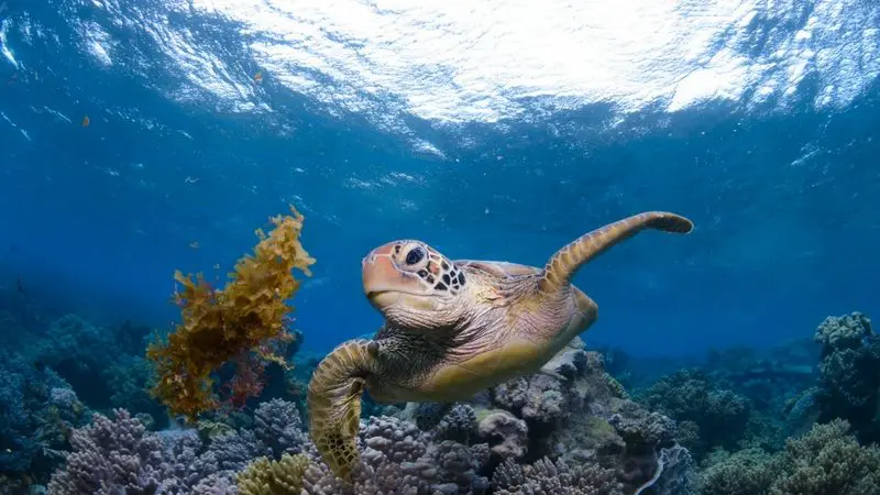 Sea turtle gliding over vibrant coral reefs in crystal-clear sunlit water, like the Aquaquest Outer Reef Snorkel Special adventure.