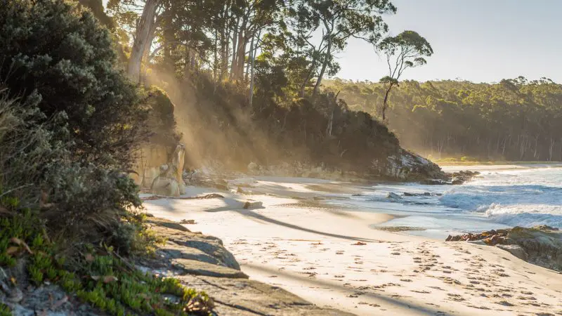 Golden sunlight filters through towering Tasmanian trees onto pristine Bruny Island sands, a scenic highlight of Tassie Tours.