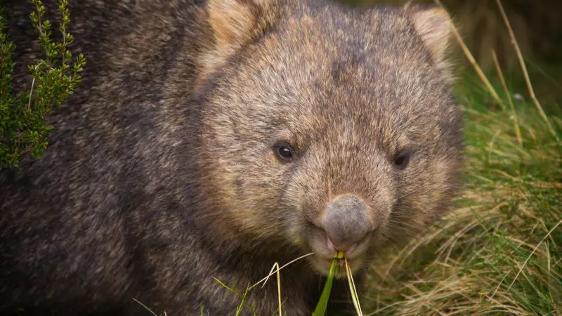 Wombat in lush tall grass at Wilsons Promontory, facing camera and eating, on a guided 1 Day Tour in Australia’s scenic park.