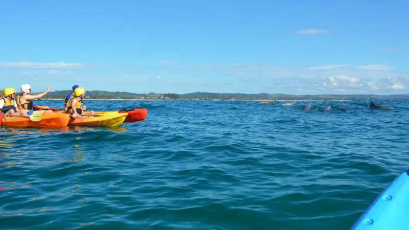 Adventurers in yellow helmets kayak on sparkling blue waters in Byron Bay, closely watching playful dolphins during a top-rated tour.