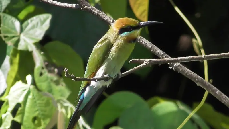 Vibrant green and yellow bird with a long black beak perched on a branch, spotted during a 1 Hour Daintree River Cruise in Queensland.