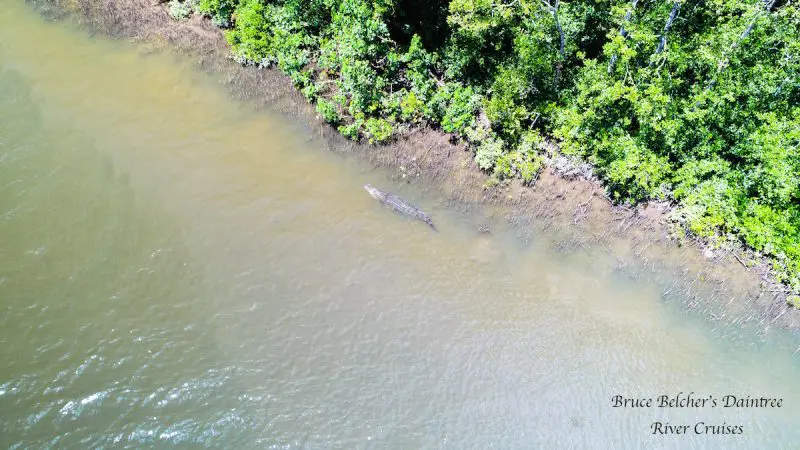 Stunning aerial shot of a wild crocodile on the muddy banks of the Daintree River, surrounded by lush rainforest trees during river cruise.