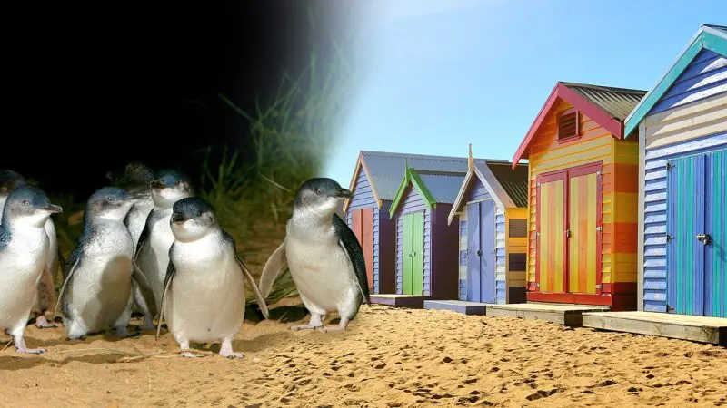 Phillip Island Penguin Parade: penguins on golden sand near vibrant beach huts under a blue sky, experiencing top wildlife tour.