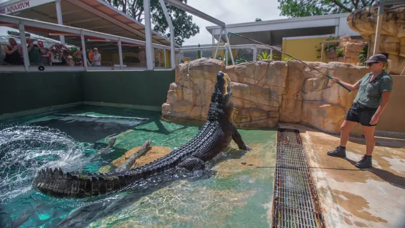 A Croc N History Explorer zookeeper feeds a massive crocodile as fascinated visitors observe safely behind a secure viewing fence.