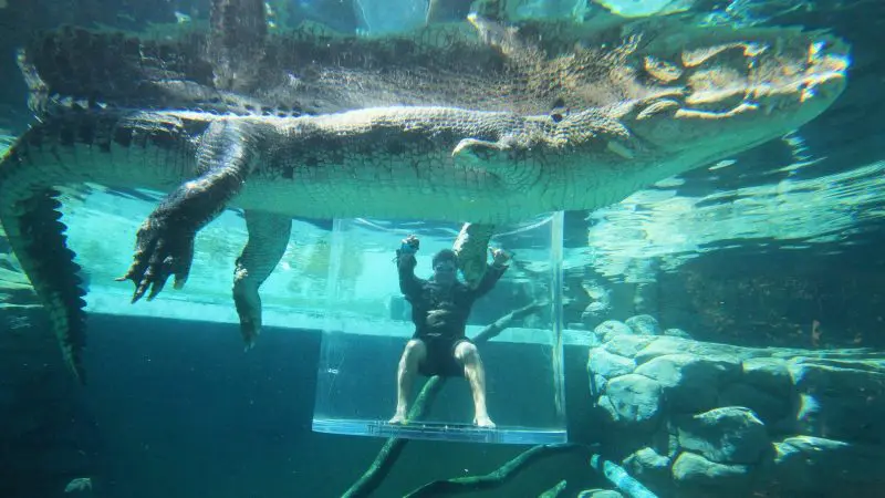 A thrill-seeker inside the Cage of Death, submerged in a transparent tank, as a massive crocodile swims menacingly overhead.