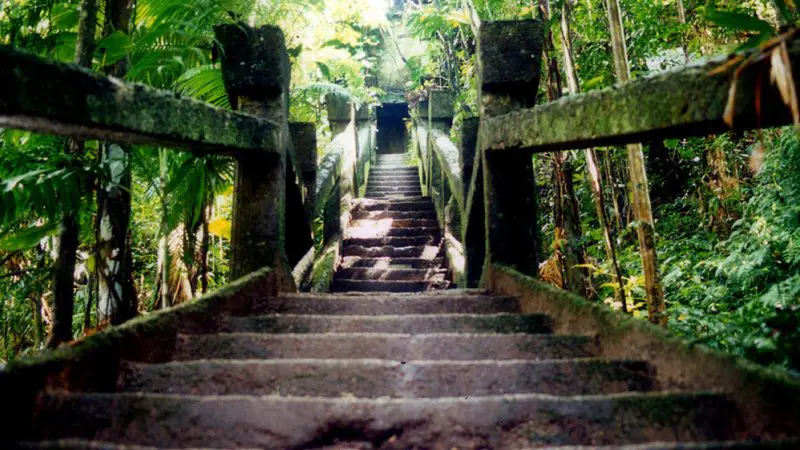 Mossy stone steps wind upward through dense, vibrant jungle greenery on the Northern Experience Option B Paronella Park tour.