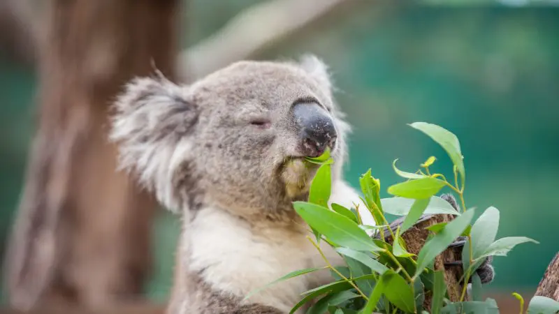 Koala enjoying eucalyptus leaves with eyes closed amid lush greenery on Phillip Island Penguin Parade Eco Tour, Australian wildlife.