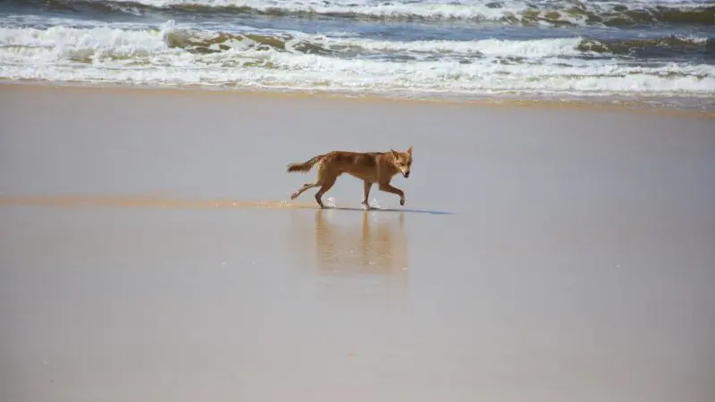 A dingo strolls across pristine Fraser Island sand, ideal for a 3-day K’gari 4WD tag-along adventure and wildlife exploration.