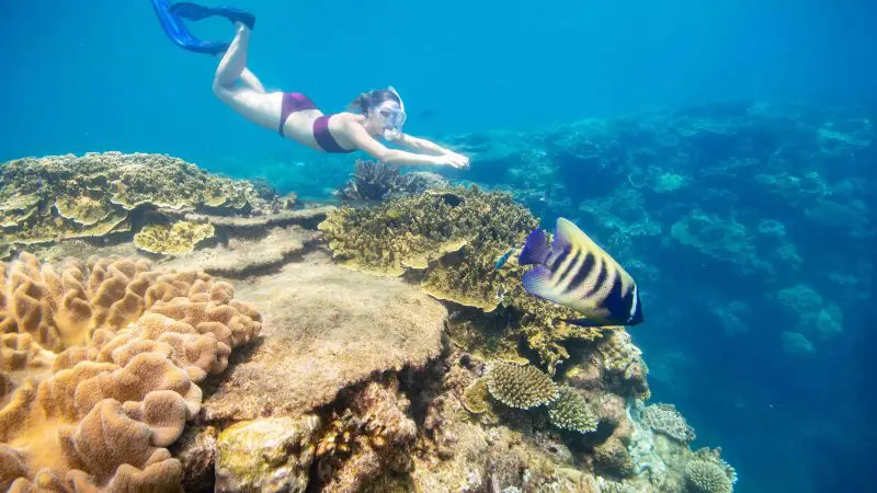 Snorkeller explores Fitzroy Island’s Outer Reef in crystal-clear blue water, surrounded by colourful corals and abundant tropical fish.