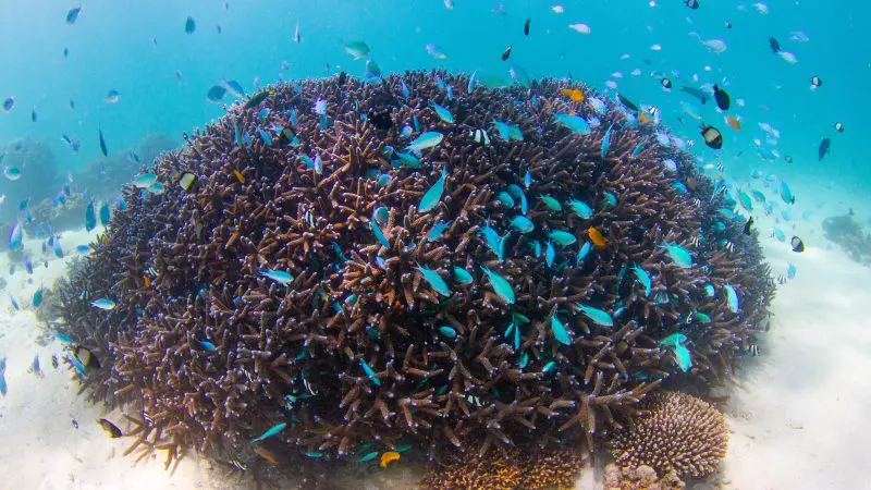 Vibrant coral colony teeming with colourful fish spotted during a Full Day Whale Shark and Humpback Interaction Sea Life Tour.