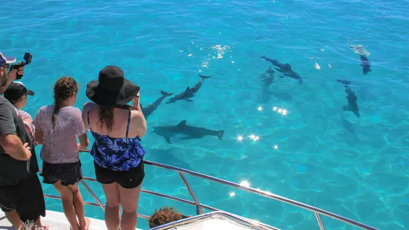 Tour guests aboard a boat observe playful dolphins in crystal-clear blue water during a premium Full Day Whale Shark and Humpback Tour.