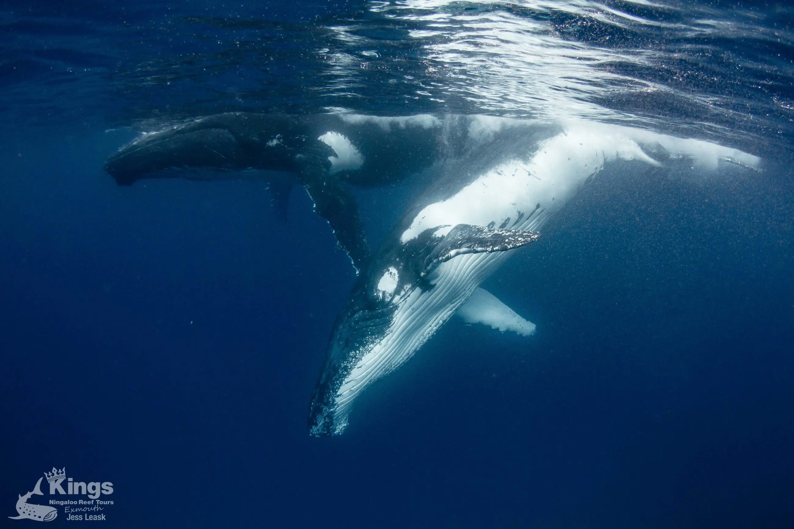 Experience two majestic humpback whales swimming serenely underwater on a Full Day Whale Shark and Humpback Interaction Tour.