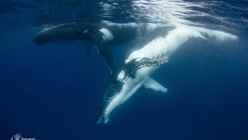 Experience two majestic humpback whales swimming serenely underwater on a Full Day Whale Shark and Humpback Interaction Tour.
