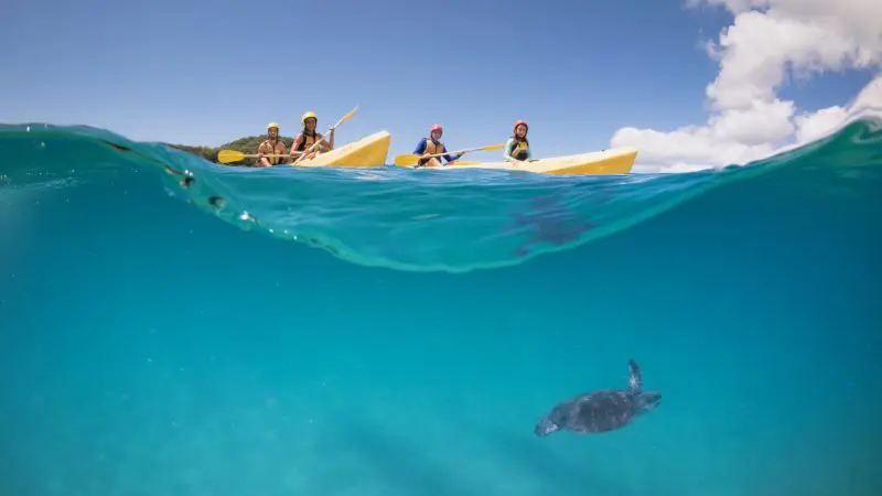 Four people enjoy a Guided Ocean Kayaking Tour, paddling crystal-clear blue waters and viewing a sea turtle under the bright sunny sky.