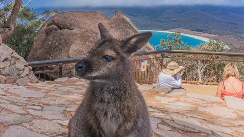 A kangaroo on a stone path with two people admires panoramic Wineglass Bay views on a full day Richmond tour in Tasmania, Australia.