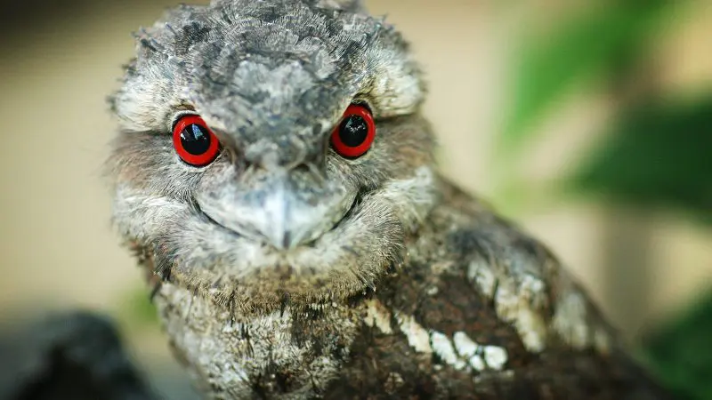 Close-up of a tawny frogmouth with striking red eyes and mottled feathers on an exclusive Daintree Cape Tribulation wildlife tour.