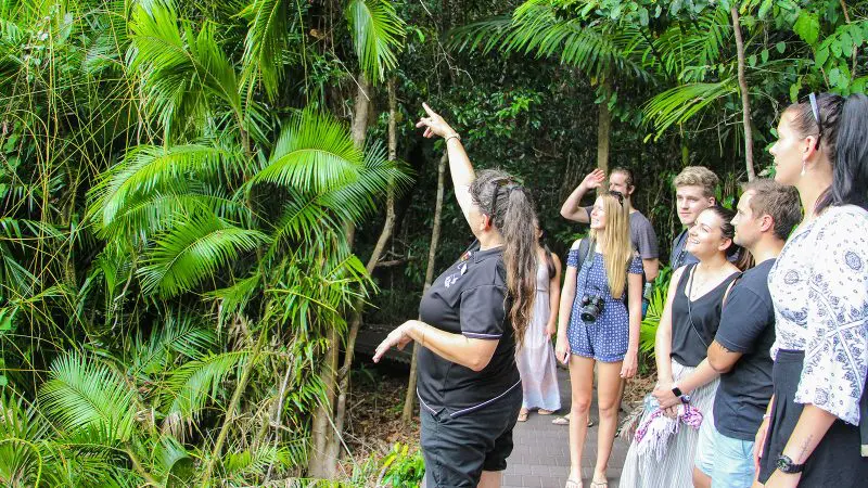 Expert guide leads an engaged Cape Tribulation Daintree tour group, pointing out unique jungle trees along a lush rainforest footpath.