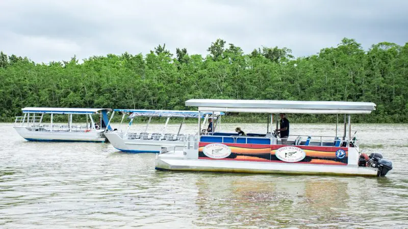 Two tour boats glide on the Daintree River beside lush tropical rainforest during a scenic 1 Hour Daintree River Cruise adventure.