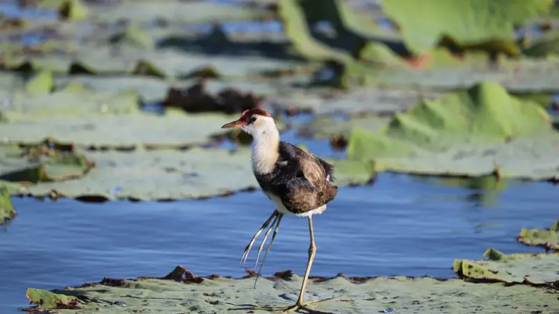 Long-legged bird with elongated toes stands on a lily pad, evoking serene Kakadu wetlands, ideal for nature tours and wildlife viewing.