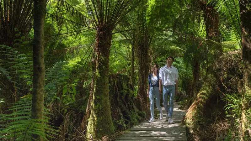 A couple walks along a scenic wooden boardwalk through lush green forest on the 1 Day Great Ocean Road Reverse Eco Tour adventure.