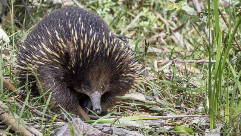 Spiky-furred echidna foraging along the Great Ocean Road during a top-rated Melbourne sunset tour, wildlife spotting experience.