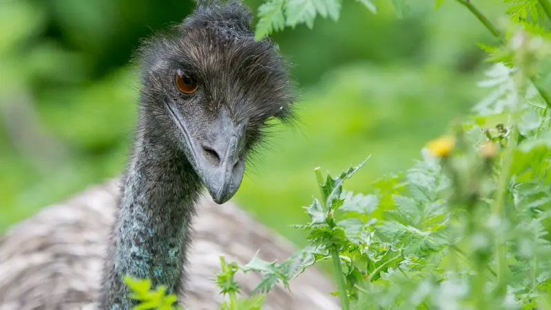 Close-up of an emu with ruffled feathers peering through lush green foliage on the iconic 2 Day Great Ocean Road Melbourne to Adelaide tour.