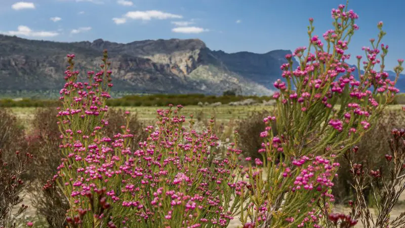 Vibrant clusters of pink wildflowers scatter across a scenic field on the 2 Day Great Ocean Road Melbourne to Adelaide Overland Journey.