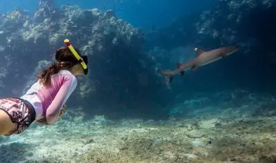 63f712bb35108_334_blue-lagoon-shark-dive-41-3