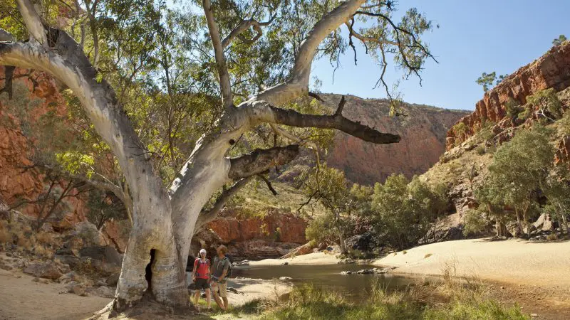 Three hikers by a huge tree near a river in the rocky West MacDonnell Ranges with Standley Chasm, 1 Day tour adventure scene.