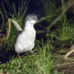 A little penguin stands in lush green grass under the night sky at the famed Phillip Island Penguin Parade, a top Melbourne attraction.