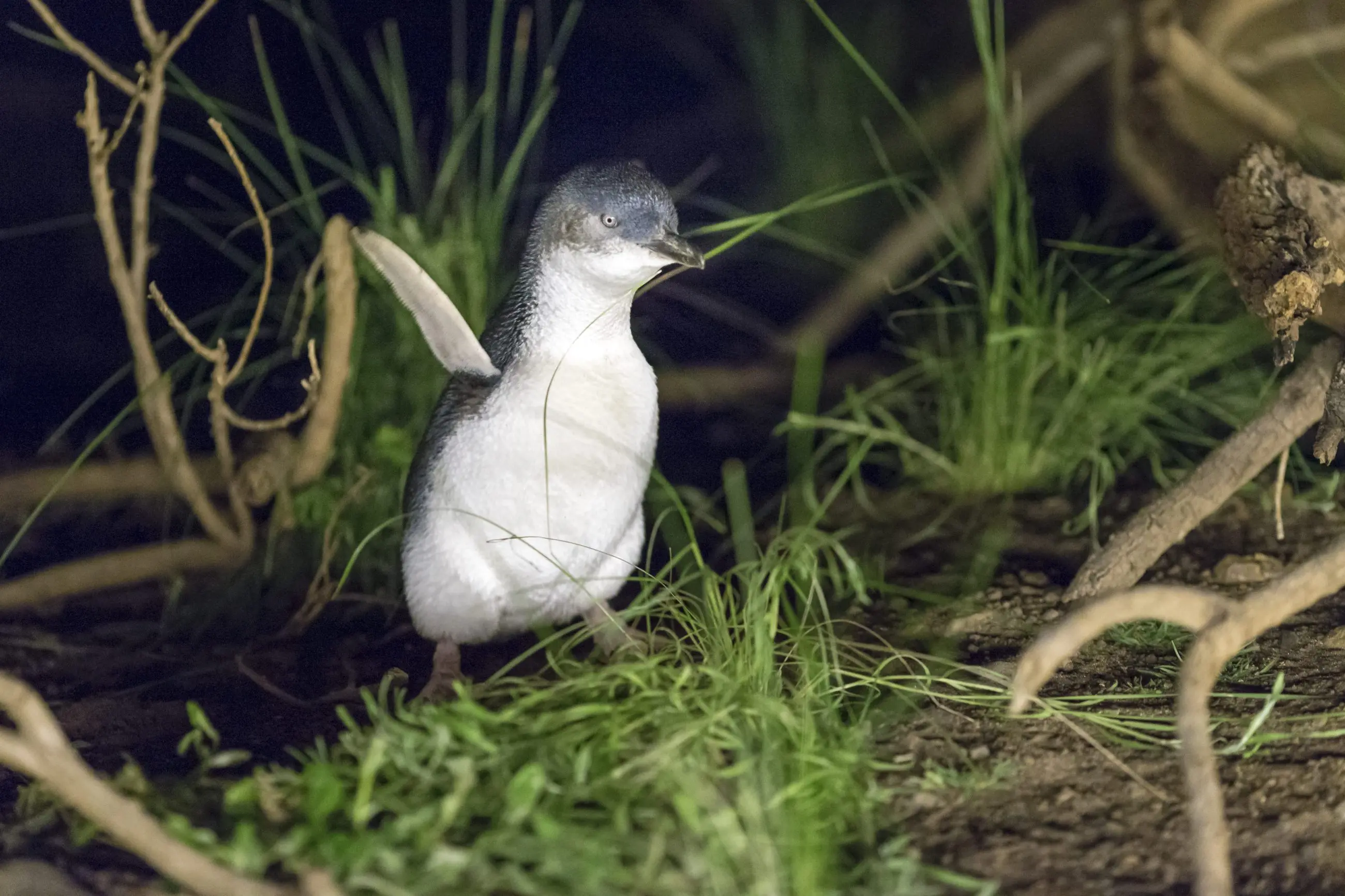A little penguin stands on lush green grass at night, similar to the Phillip Island Penguin Parade Koalas and Penguins Plus Viewing.