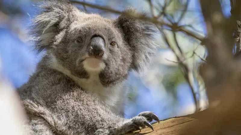 Wild koala perched on a eucalyptus branch, seen during a 3 Day Great Ocean Road & Grampians Explorer Melbourne Return tour.