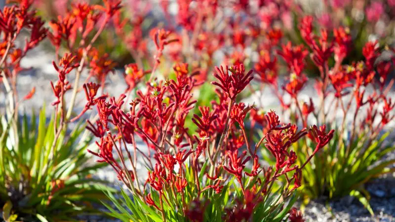 Vibrant red kangaroo paw flowers with lush green leaves cluster together, as seen on a Pinnacles Sunset Stargazing Tour by Autopia.