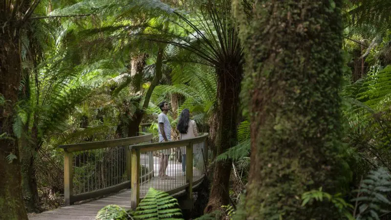 Two walkers stand on a wooden bridge surrounded by lush ferns and tall rainforest trees during a 3 Day Great Ocean Road Overland Journey.