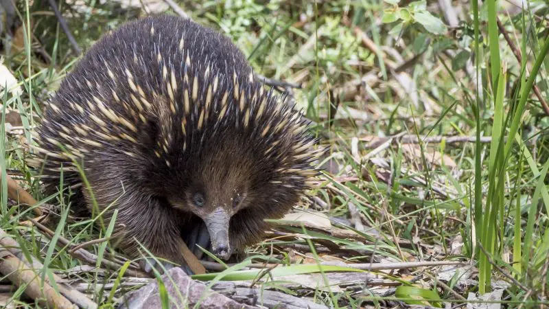 A brown echidna with distinctive yellow spines walks in lush grass during the 3-Day Great Ocean Road Melbourne to Adelaide Explorer tour.